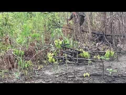 Curió do nosso amigo colado entregando negão, bujaru