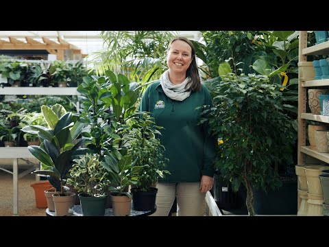 Vídeo: Ficus de fulla petita: regles de cultiu i cura