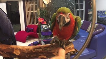 Want easy Positive Reinforcement training ideas for your Parrot?