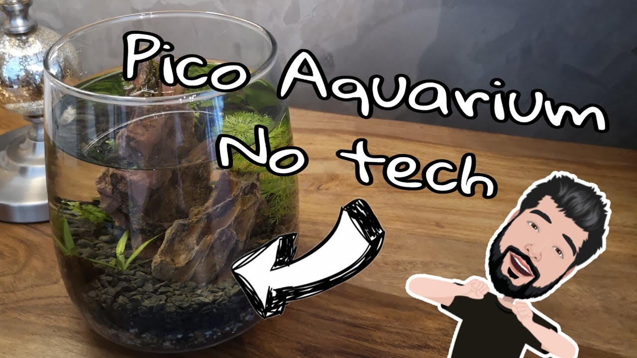  Update New  Création d'un Pico Aquarium NoTech