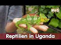 Ctc conservation center  reptilien  uganda