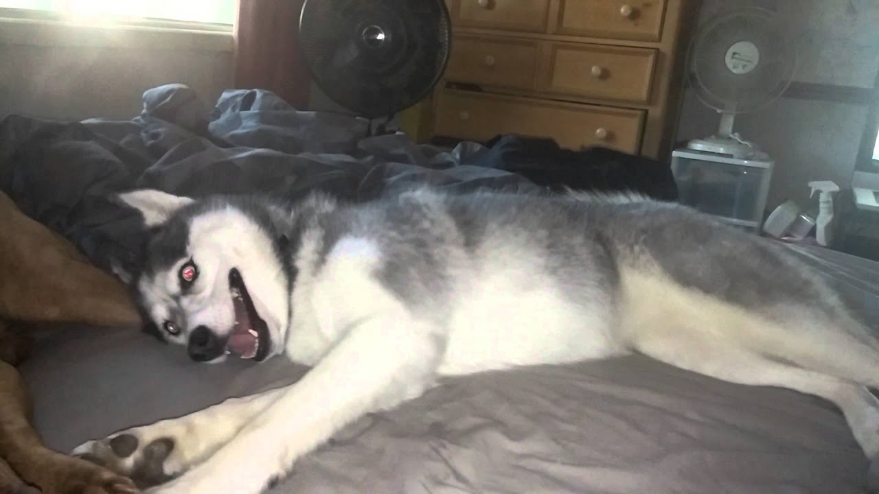 Husky temper tantrum YouTube