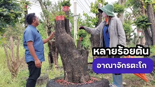 อาณาจักรตะโกเสียบยอดหลายร้อยต้น ที่เดิมบางนางบวช สุพรรณบุรี