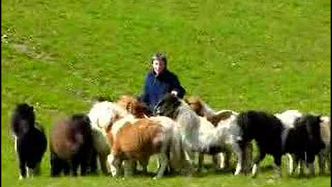 Janette with a bucket and being mugged by our ponies