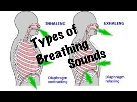 vesicular breath sounds congestive heart failure