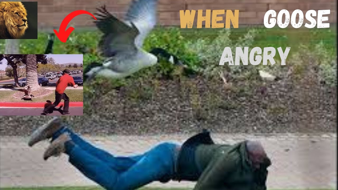 Crazy Goose Scared   Attack on People|Goose Attack Human 😱😱
