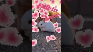 Download Lagu Kita Bikin Romantis 🐰💕🐇 #kitabikinromantis #katahatiku #cute #rabbit #love #fyp #foryou #shorts MP3 Download Lagu Kita Bikin Romantis 🐰💕🐇 #kitabikinromantis #katahatiku #cute #rabbit #love #fyp #foryou #shorts MP3