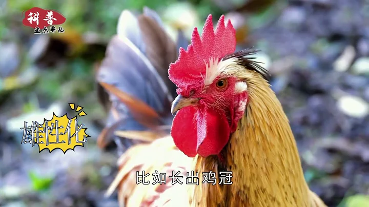 为什么母鸡学公鸡打鸣，就要把它杀掉？母鸡打鸣预示什么？ - 天天要闻