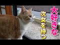 大好きな次女が帰宅した!!ダッシュに「ぷぷぷ」に大騒ぎ【スコティッシュフォールド】【アビシニアン】