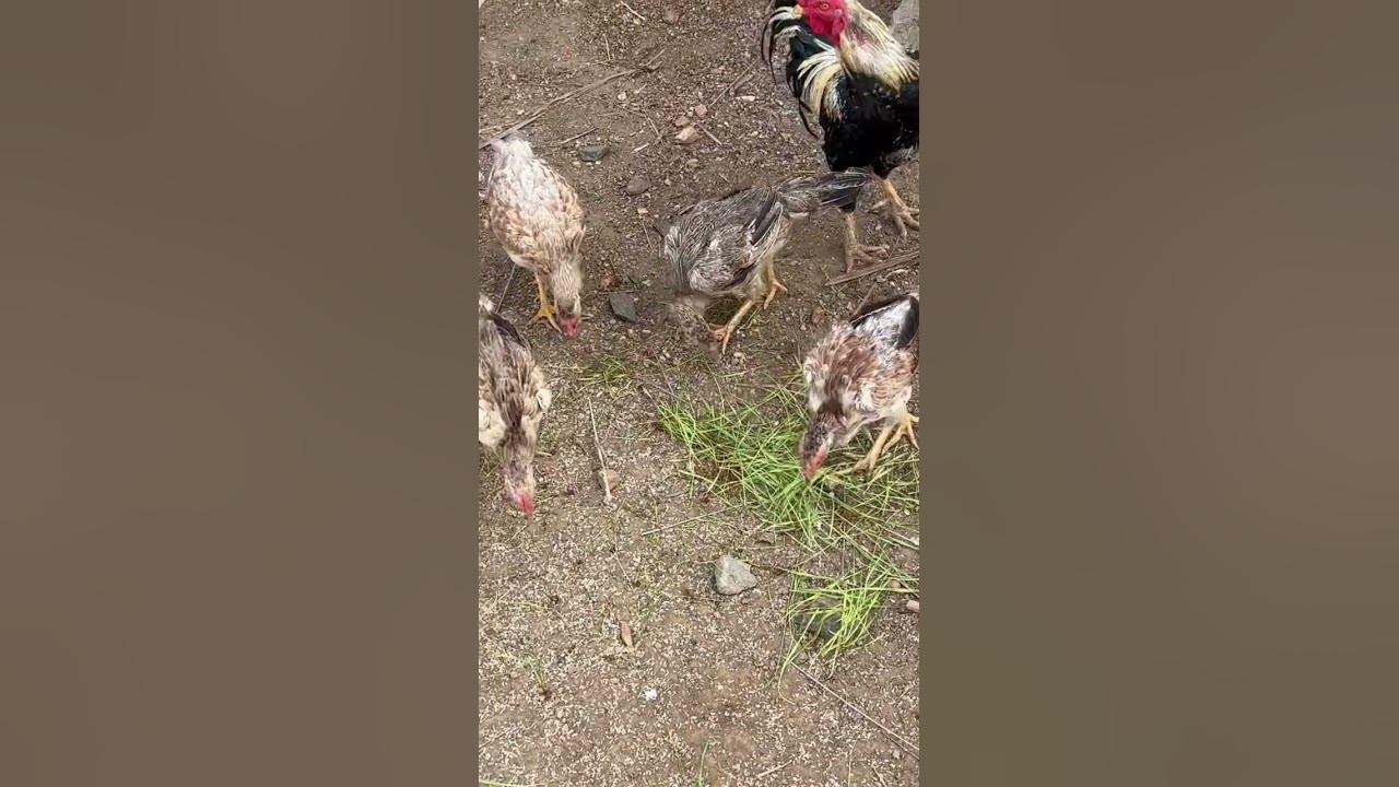 wheat-grass-good-for-chicken-youtube