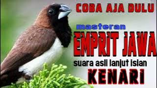 masteran emprit jawa isian kenari || bondol jawa peking kaji #empritkaji #empritjawa #masteran