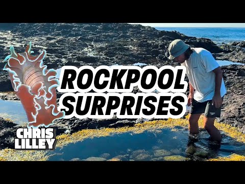 Rockpool Surprises