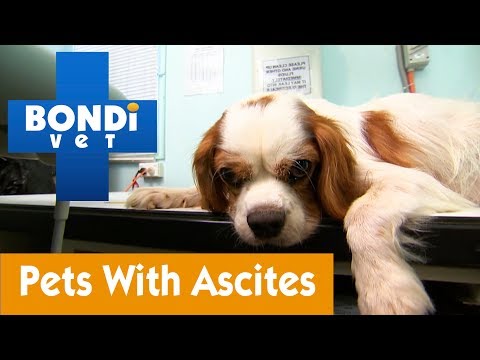 How To Manage Your Pet With Ascites | Pet Health