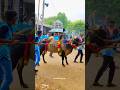 143kangayam kaalai  mass jump stand  jallikattu viral.