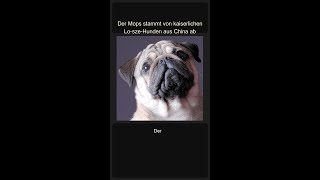 Der Mops stammt von kaiserlichen Lo-sze-Hunden aus China ab #Shorts
