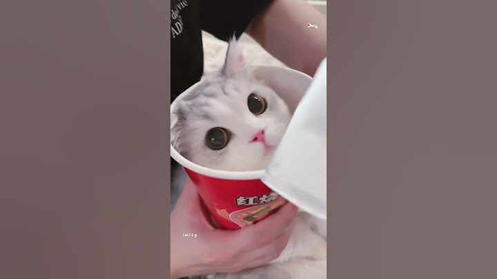 100% cute cat videos 😂😂#cat  #shortvideo #cute #funny #short #funnyvideo