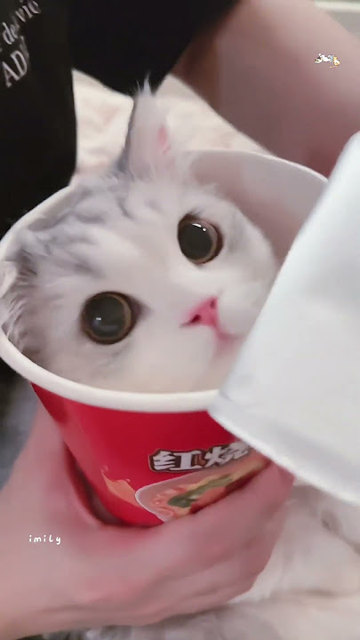 100% cute cat videos 😂😂#cat  #shortvideo #cute #funny #short #funnyvideo