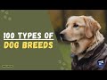 100 TYPES OF DOG BREEDS (Short Review)