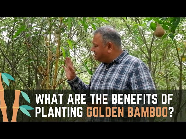 What are the benefits of Golden Bamboo? class=