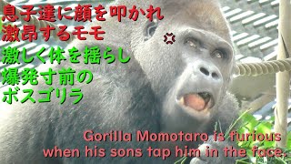 Gorilla Momotaro was hit in the face by his sons, so he was furious and shook himself violently.