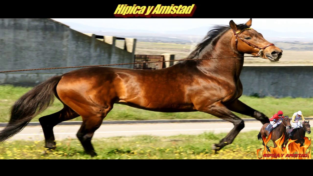 Eclipse El caballo mas importante de la historia YouTube Eclipse El caballo mas importante de la historia YouTube