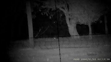 Night vision rabbit shooting with PARD