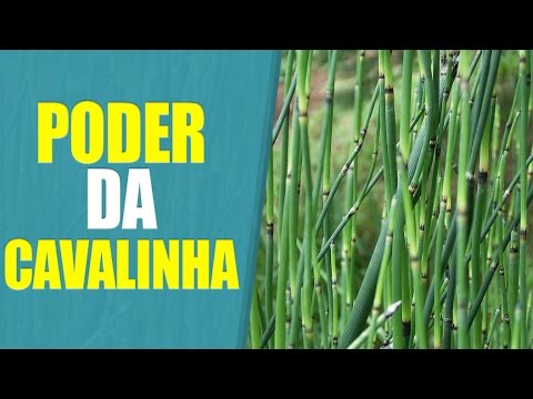 Cavalinha Conheca O Poder Da Energia Da Cavalinha Youtube