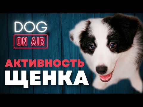 Разбираю активность щенка 🎙️ Покусы,  игра,  охота и многое другое! 🐕