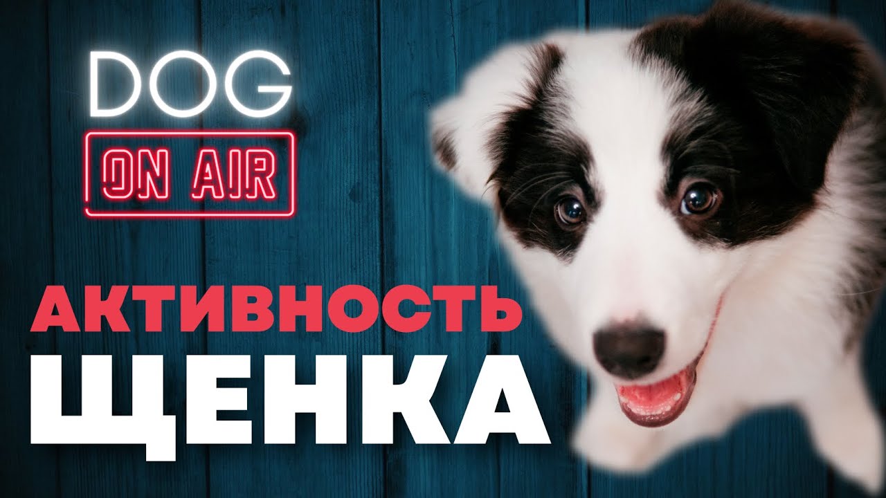 Разбираю активность щенка 🎙️ Покусы, игра, охота и многое другое! 🐕 ...