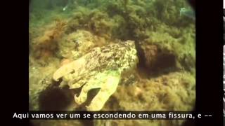 Ted Talk: David Gallo - Assombros Subaquáticos