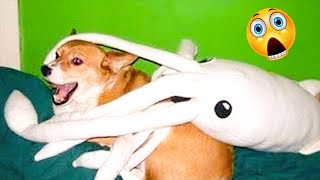 Dogs Doing Things - Funny Dog Moments Of The Week Compilation