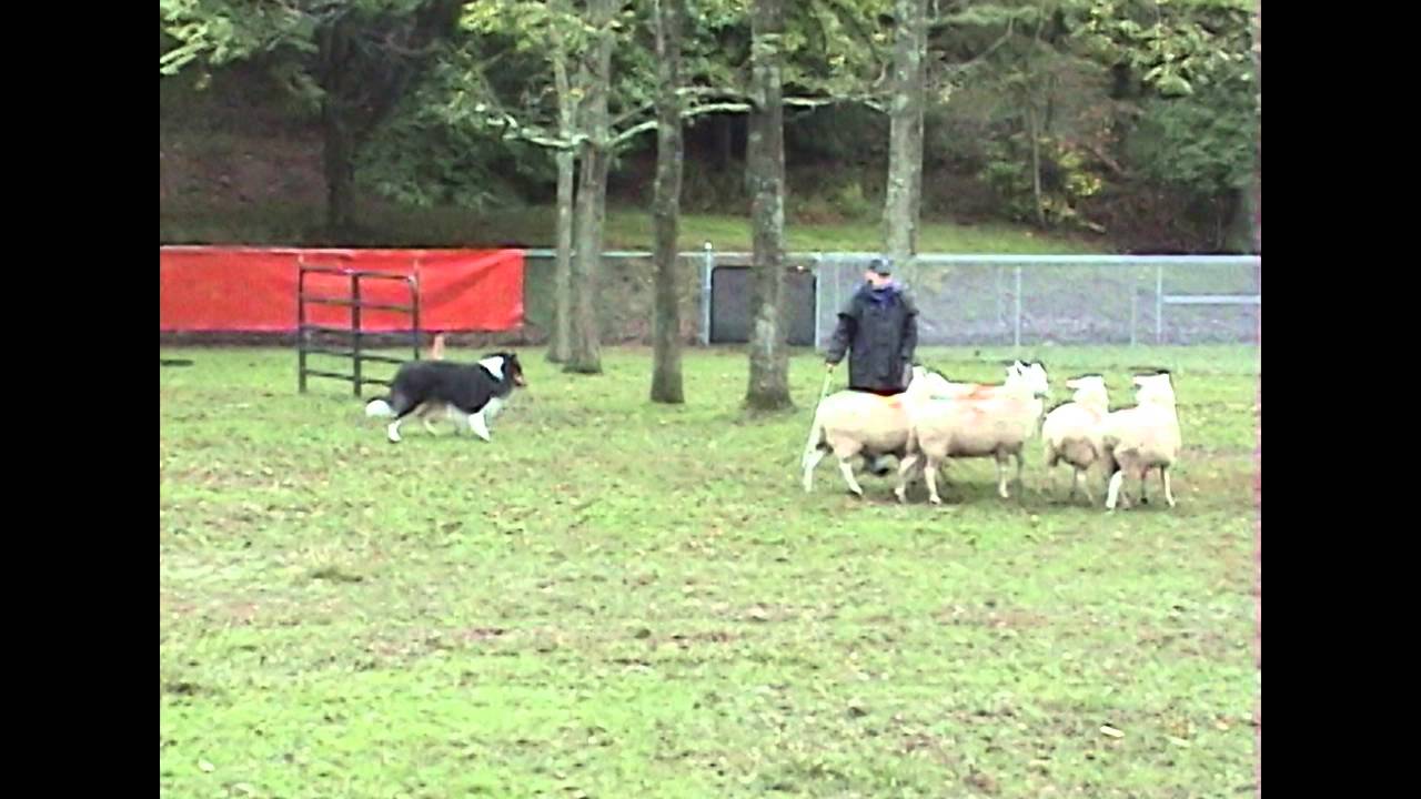 rough collie herding sheep