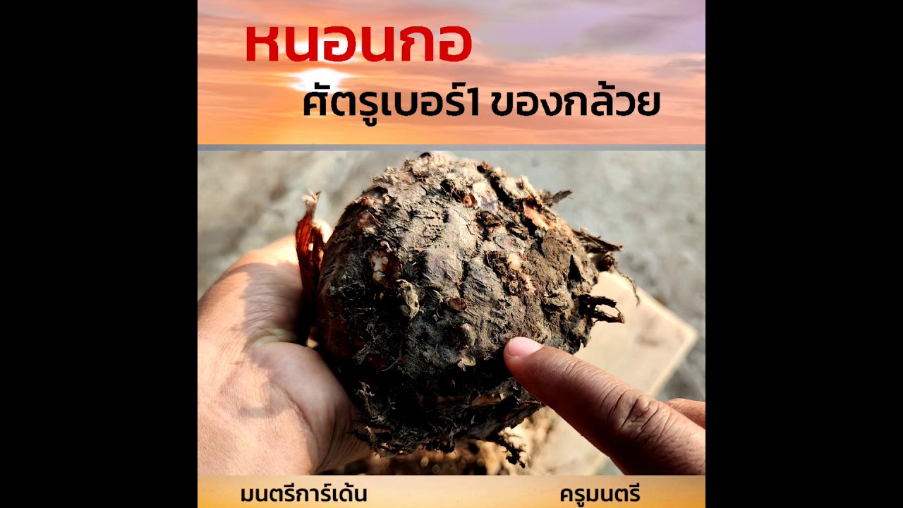 หนอนกอกล้วย