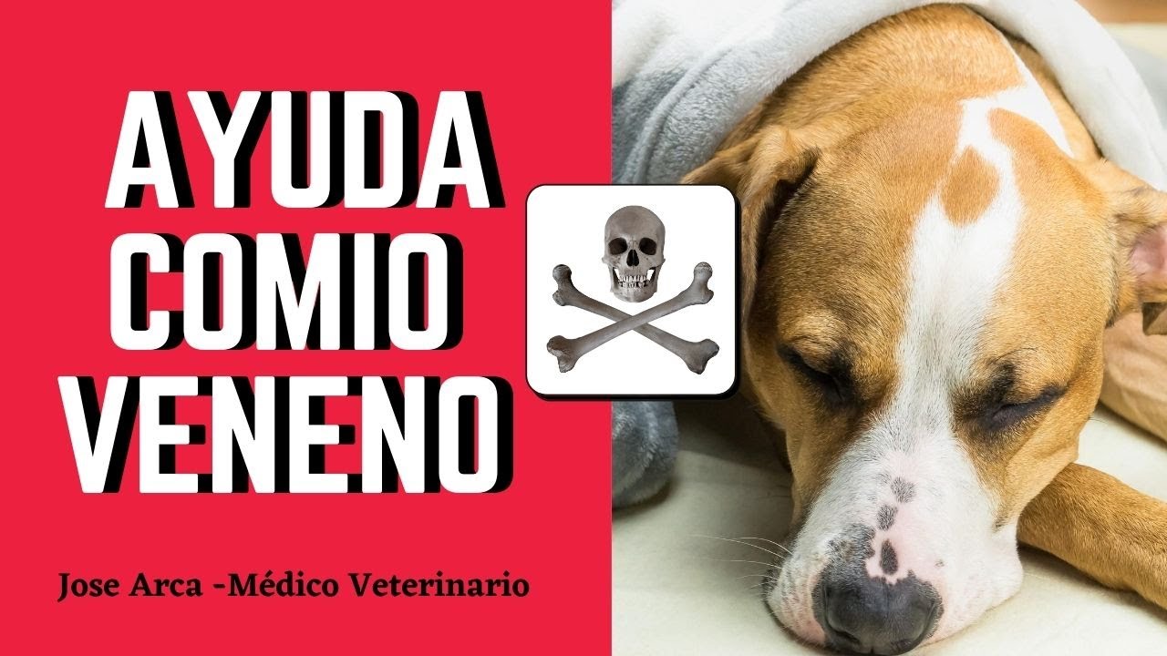 Como inducir el vomito a un perro envenenado