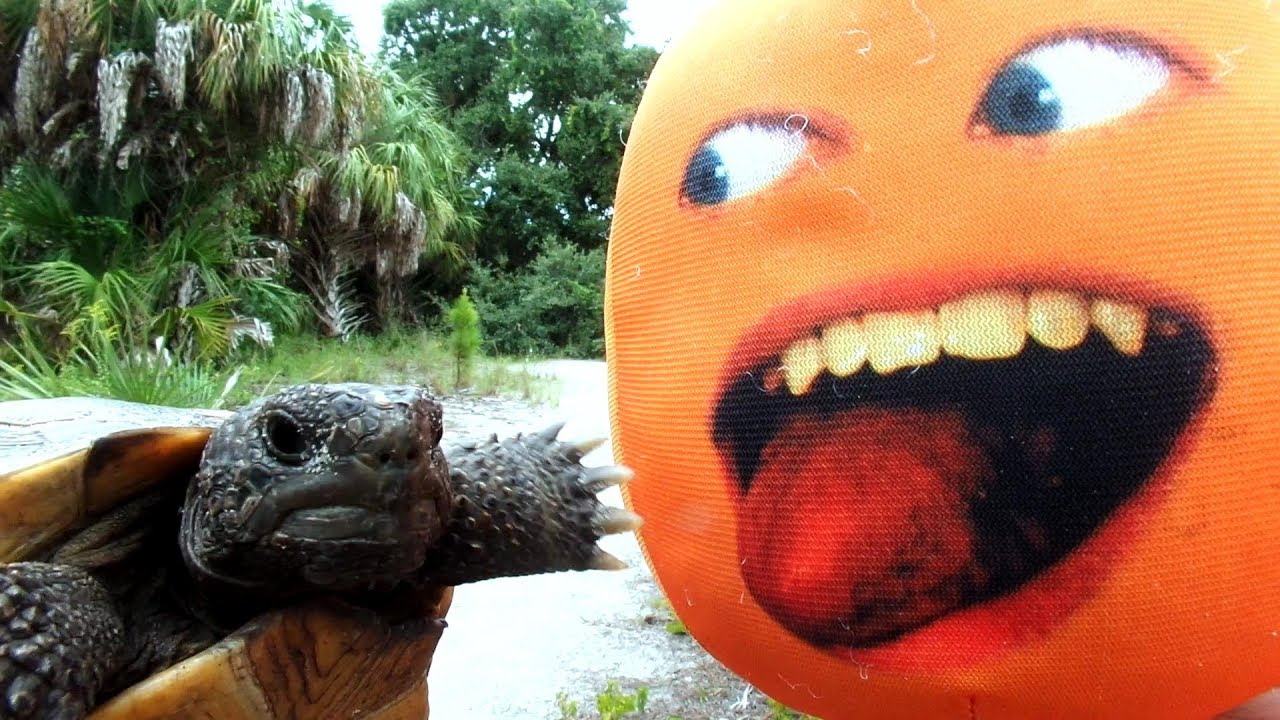 Глупый апельсин в фильме «Беги за своей жизнью»