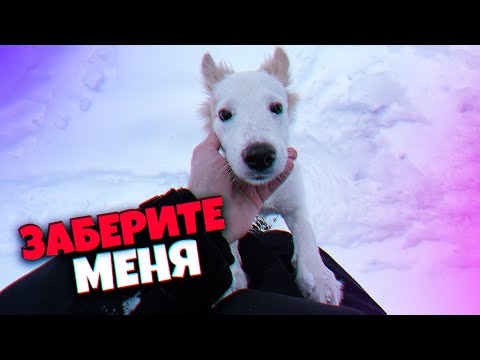 Щенка бросили в лифте после смерти хозяина. Линда ищет дом / SANI vlog