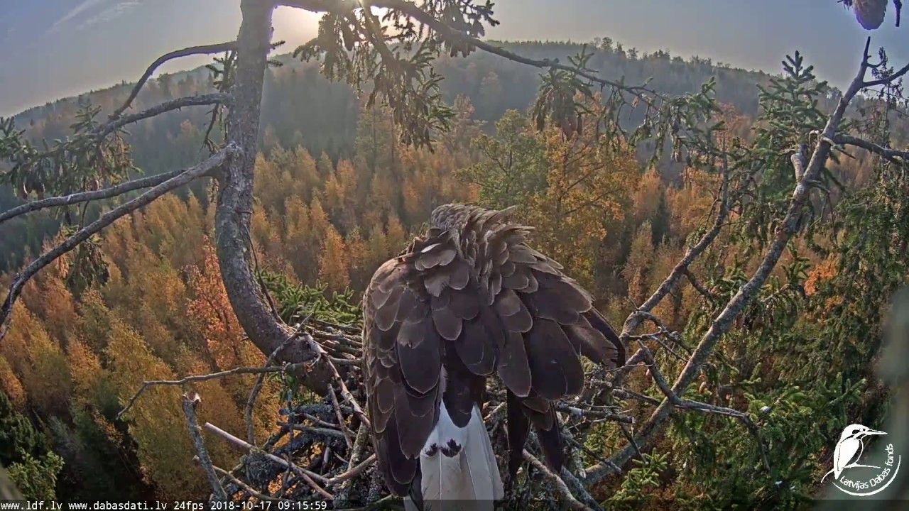 White tailed eagle webcam 1 in Latvia 20181017 0907 
