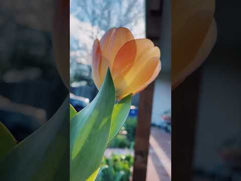 The dreamiest color #flowers #tulip #spring #beautiful #garden #cottagegarden #gardening #sunrise