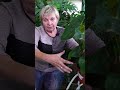 Нужно ли обрезать воздушные корни у растений