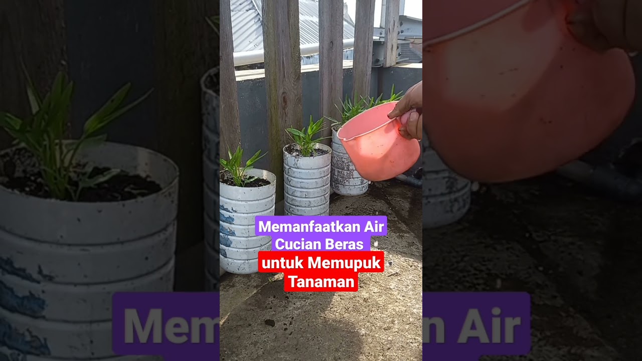 Memanfaatkan Air Cucian Beras untuk Memupuk Tanaman 