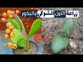 طريقة مبتكرة لزراعة التين الشوكي عن طريق البذور How To Plant Prickly Pear By Seeds