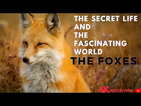 Video: Fennec Foxes: Fakty, fotografie, videá a exotické zvieratá