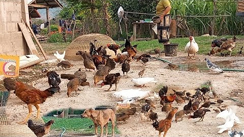 Nyob zoo os los saib kuv pub qaib os 22(3/25