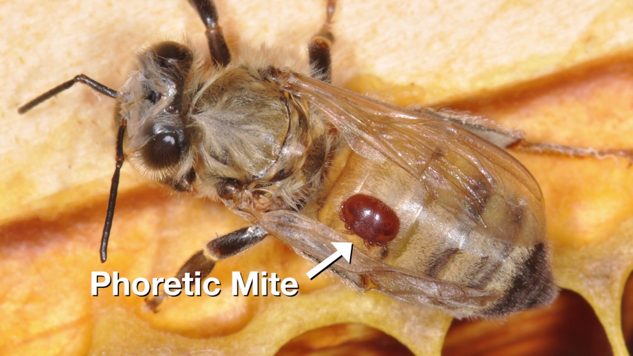 12 using requeening and brood interruption to control varroa mites 111116 varroa mites control