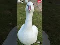 animal video #viral #shorts #short #trending #youtube #animals #ssm