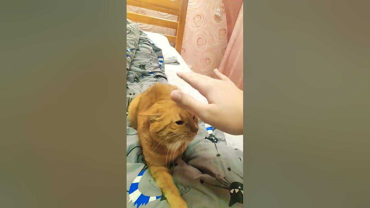 злобный кот - YouTube