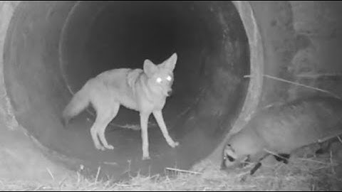 Video captures a coyote and a badger hunting together