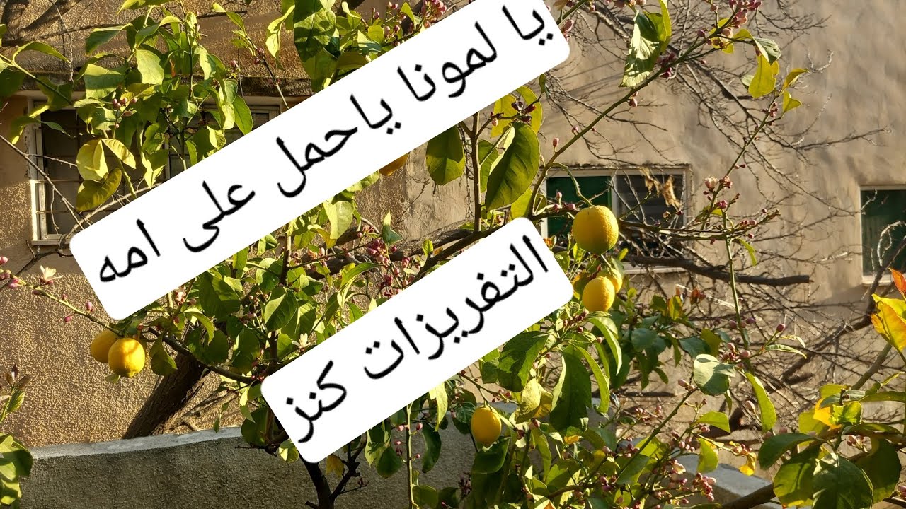 اجي وقت التفريزات ..ليش ما لقطت الخبيزه..افكار طبخات جديده