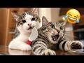 Funniest Pet Fails Ever Recorded 😂🐶 | Cats And Dogs Compilation That Broke The Internet 🤣🔥