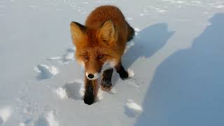 wild foxes